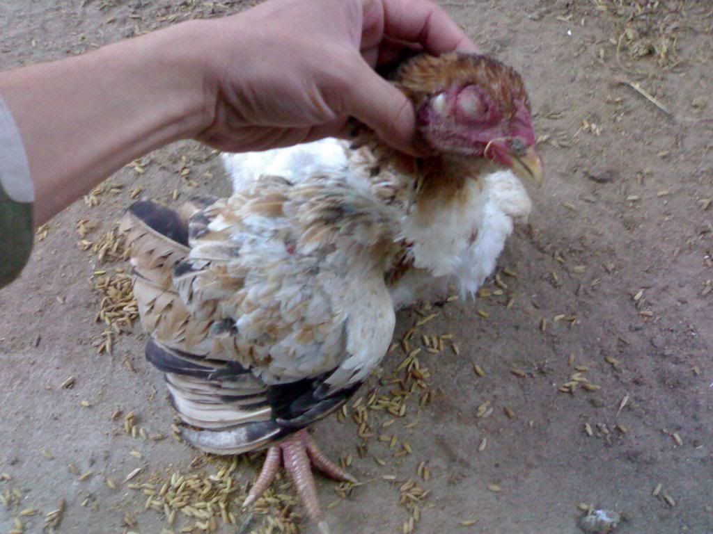 :: 25/12 Gấp! Cứu! xem ảnh giúp em bệnh này ở gà là bệnh gì?