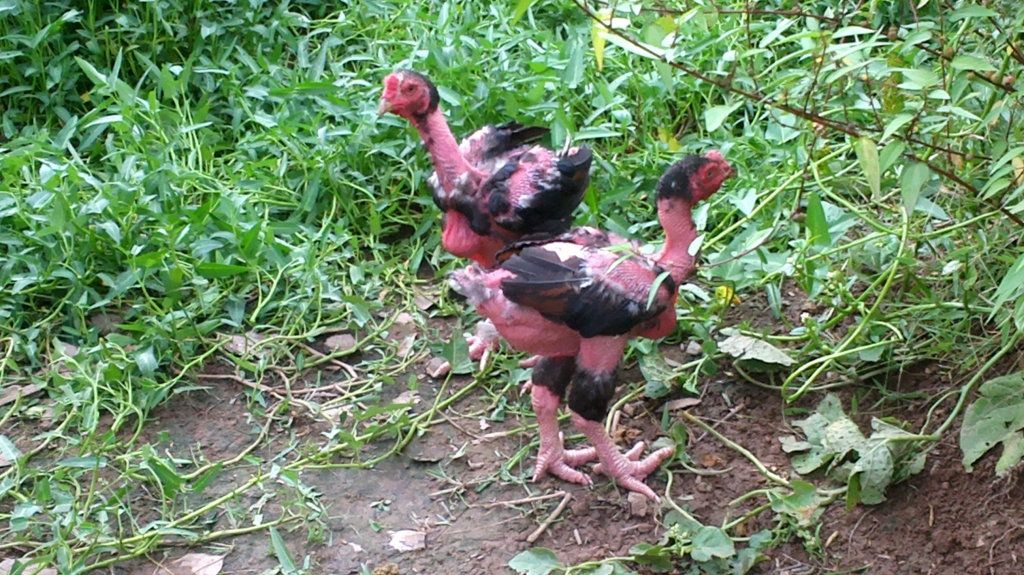 @@ Ngắm gà nhà mềnh