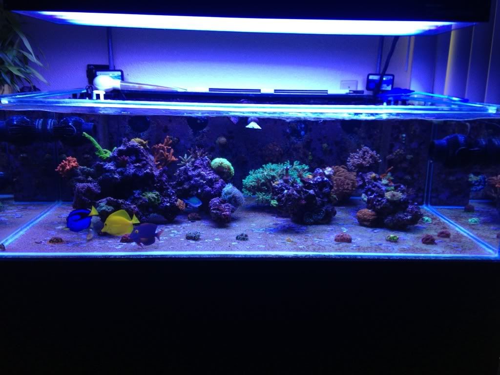 The 10 Best Fish Tank Cleaning Services Near Me (with Free Estimates)