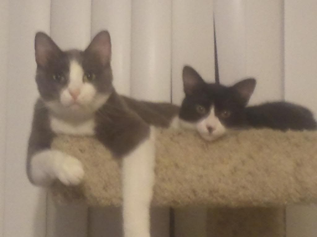  photo 2011-09-04010621_zps06c48d29.jpg