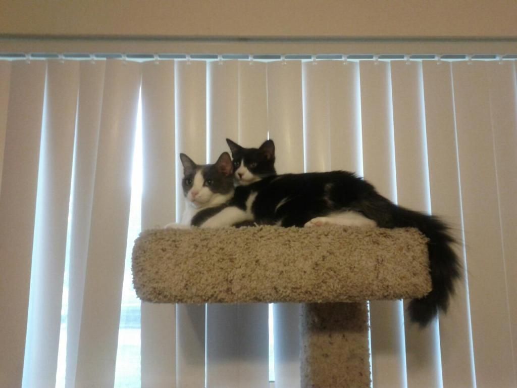  photo 177671_4213441049898_1457236006_o.jpg