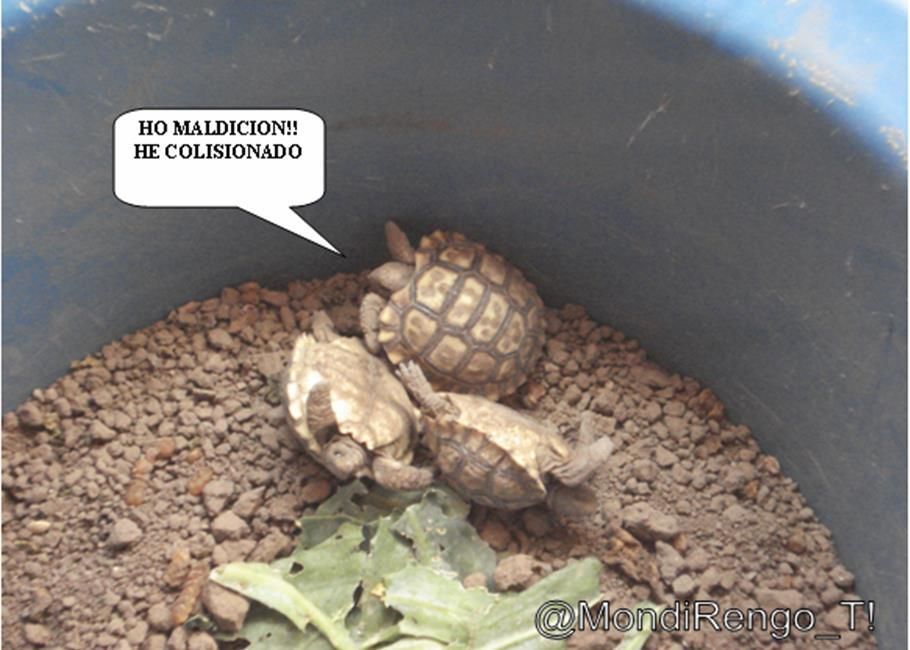 alimento alimento