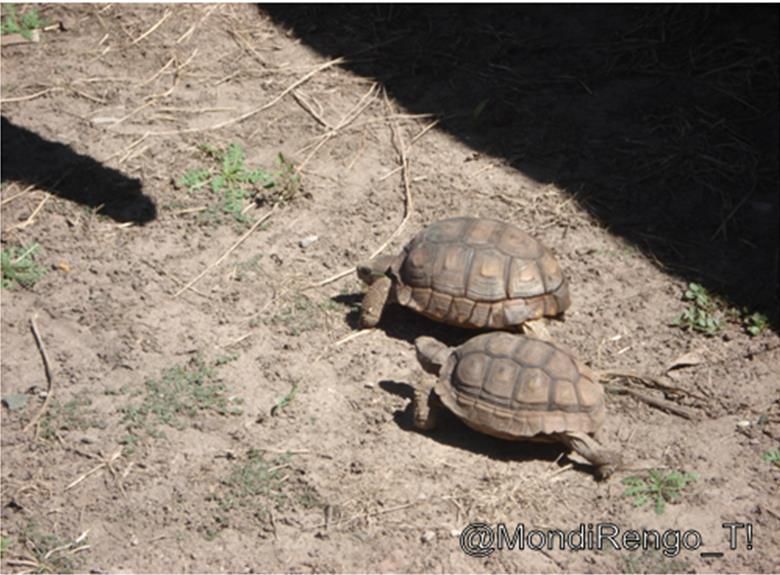 tortugas tortugas