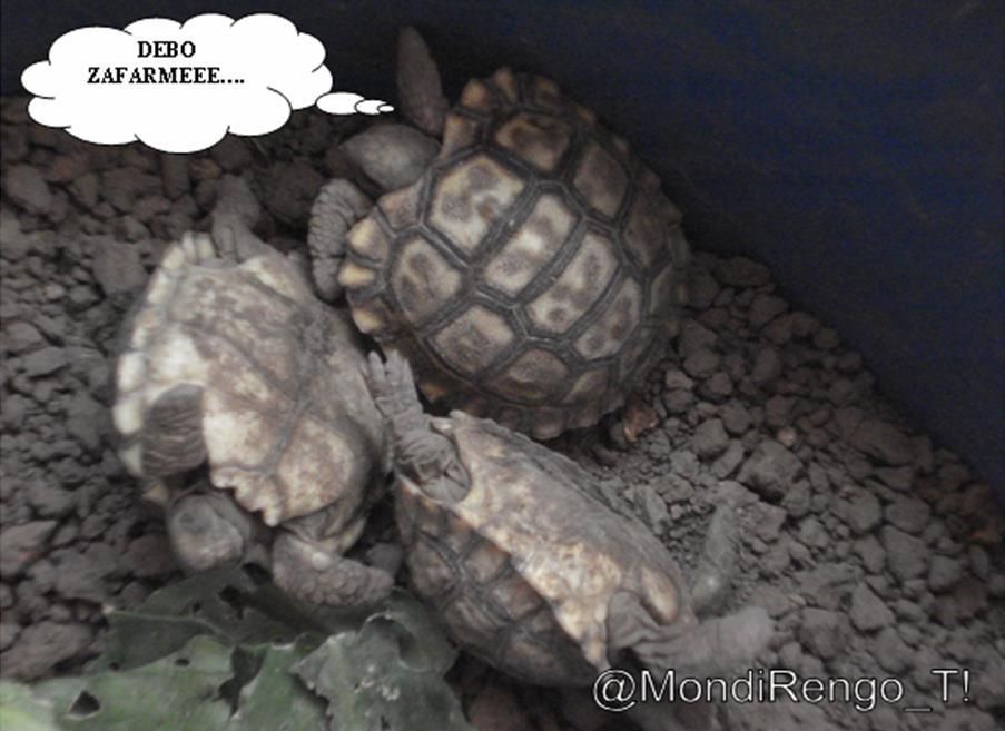 trillizas trillizas