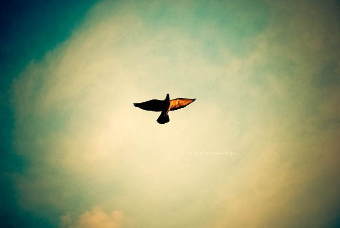 Live Free