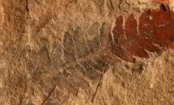 Palace Travel reviews - Source: http://www.sciencealert.com.au/images/stories/istock/istock_fossil.jpg