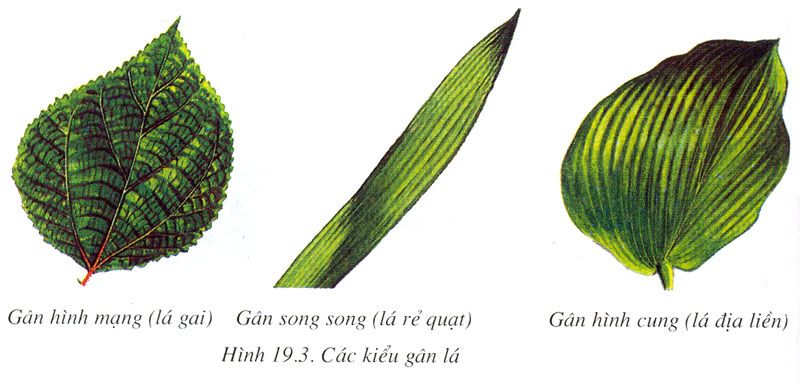 Cackieuganla.jpg