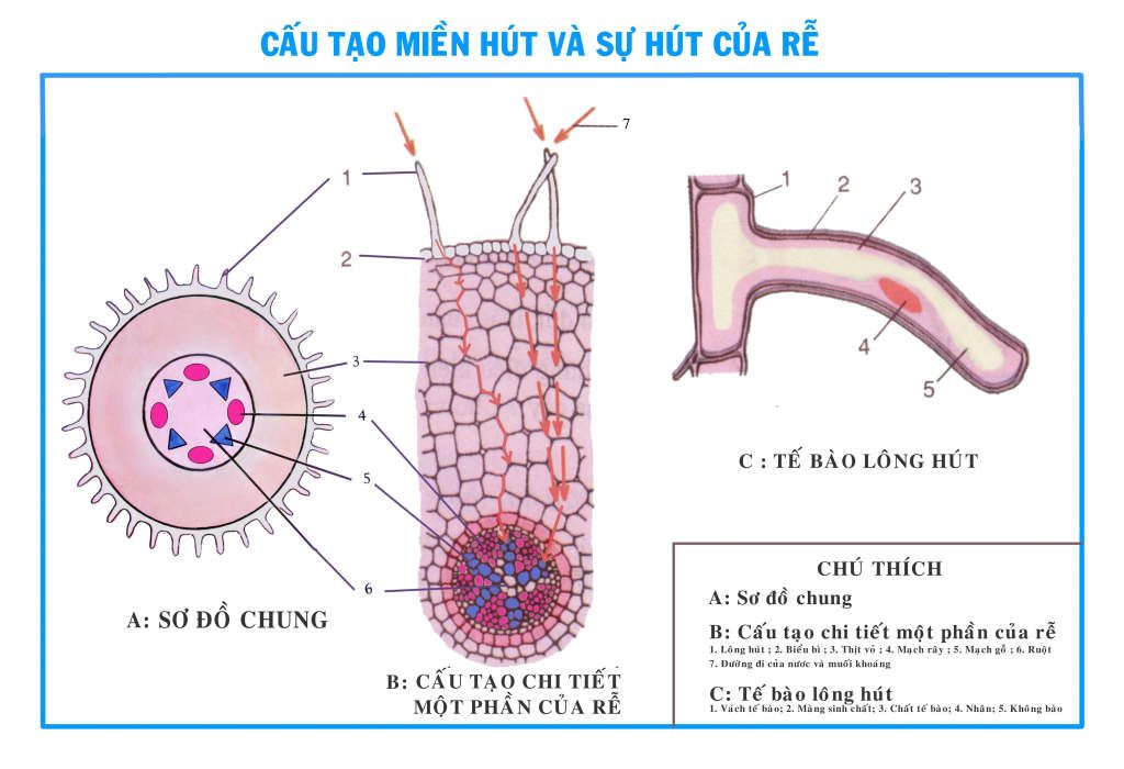 Cautaomienhutvasuhutcuare-1.jpg