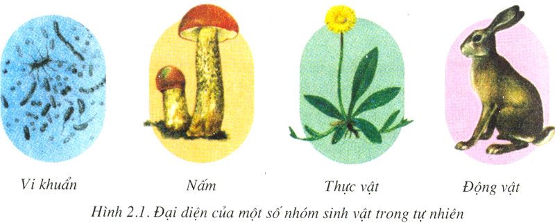 Motsonhomsinhvattrongtunhien.jpg