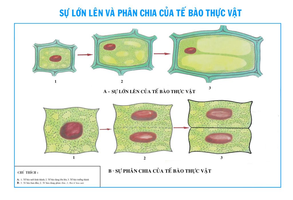 Sulonlenvaphanchiacuatebao.jpg