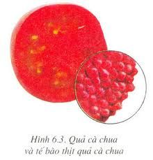 Kết quả hình ảnh cho tế bào cà chua dưới kính hiển vi