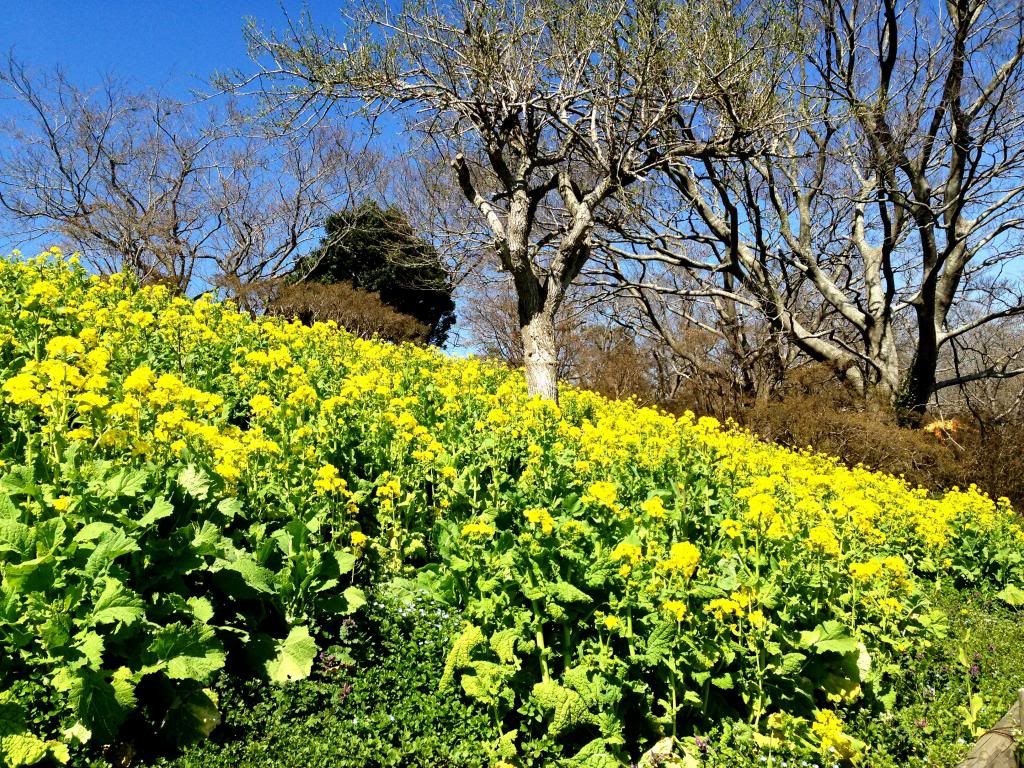 ande-anna: spring time at mother farm, chiba japan