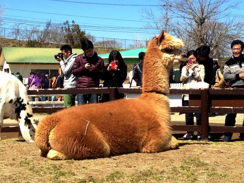 ande-anna: king alpaca at mother farm, chiba japan