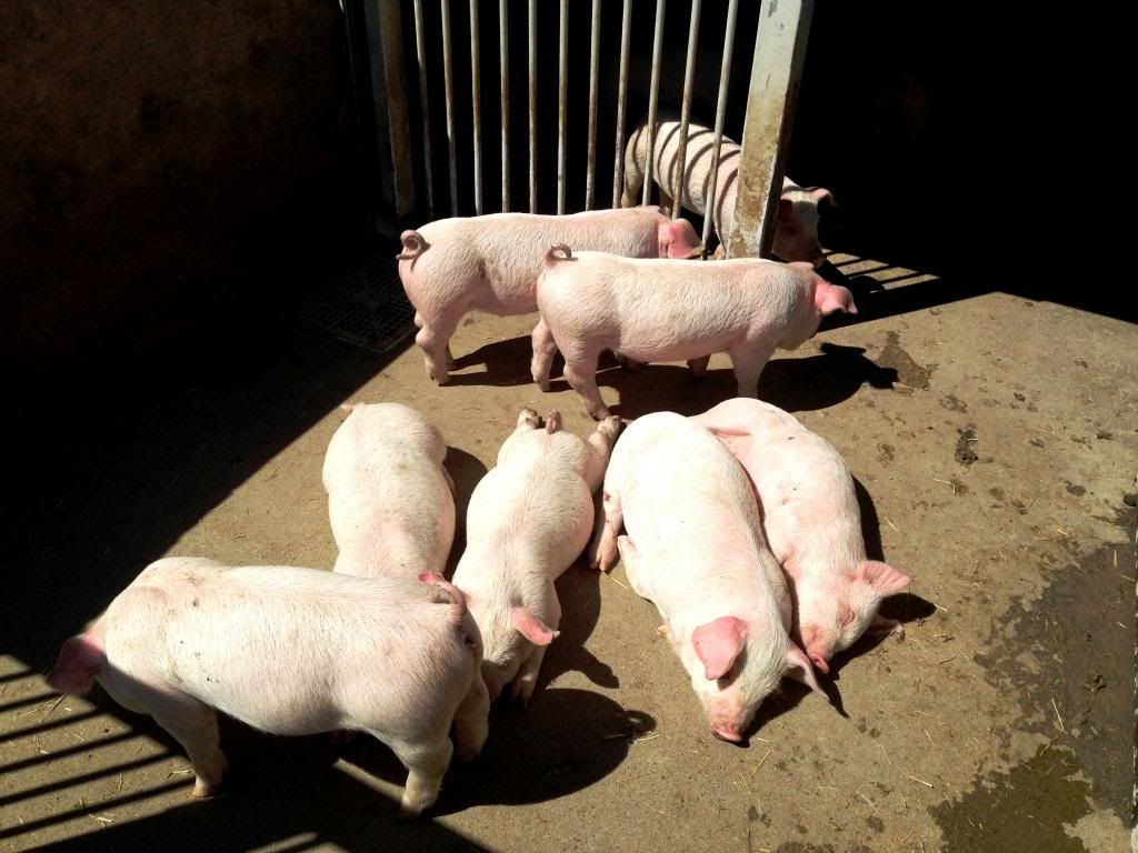 ande-anna: piglets at mother farm, chiba japan