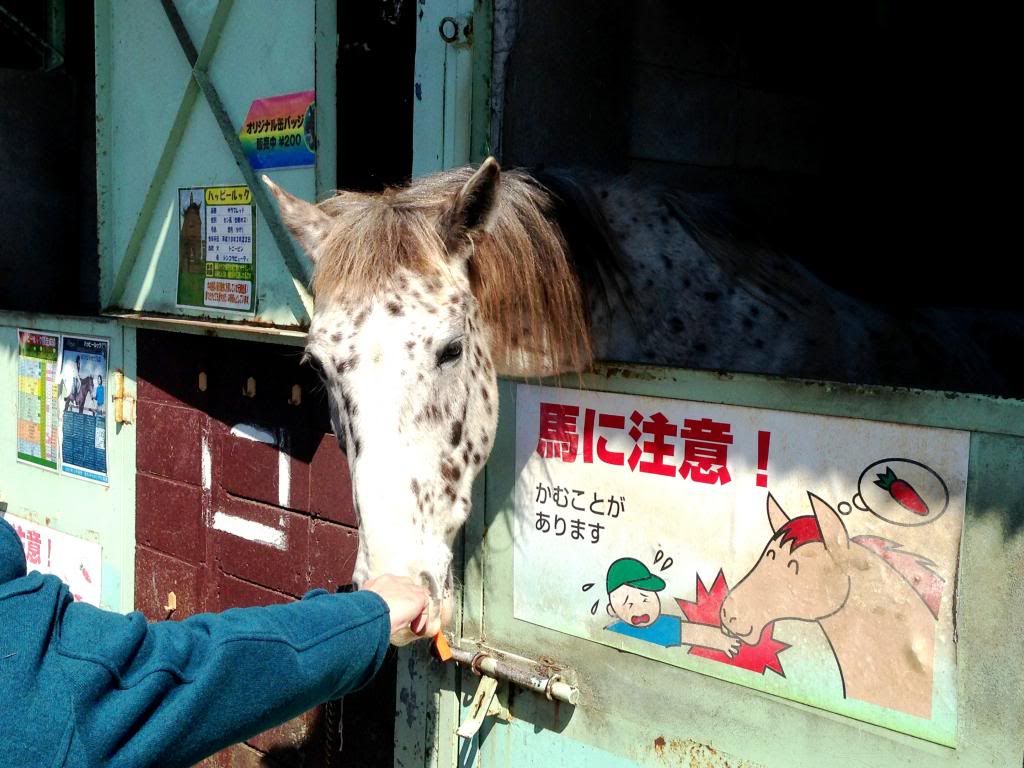 ande-anna: horse feeding at mother farm, chiba japan