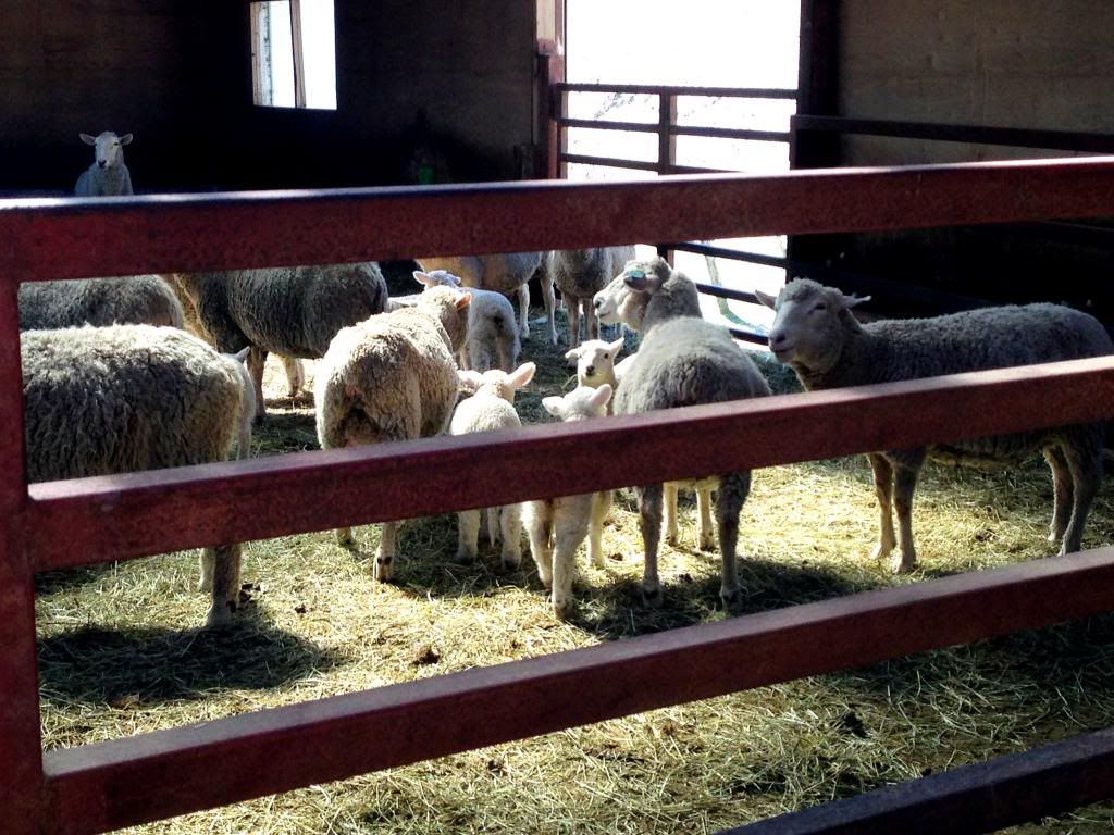 ande-anna: sheeps at mother farm, chiba japan