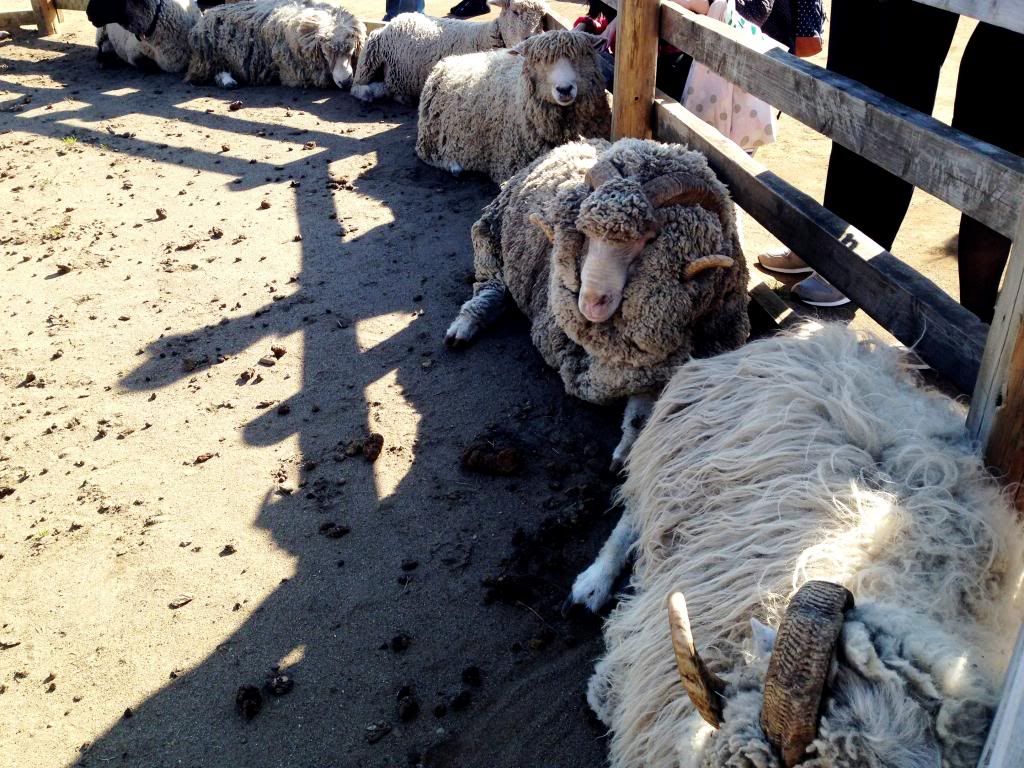 ande-anna: sheeps of animal show at mother farm, chiba japan