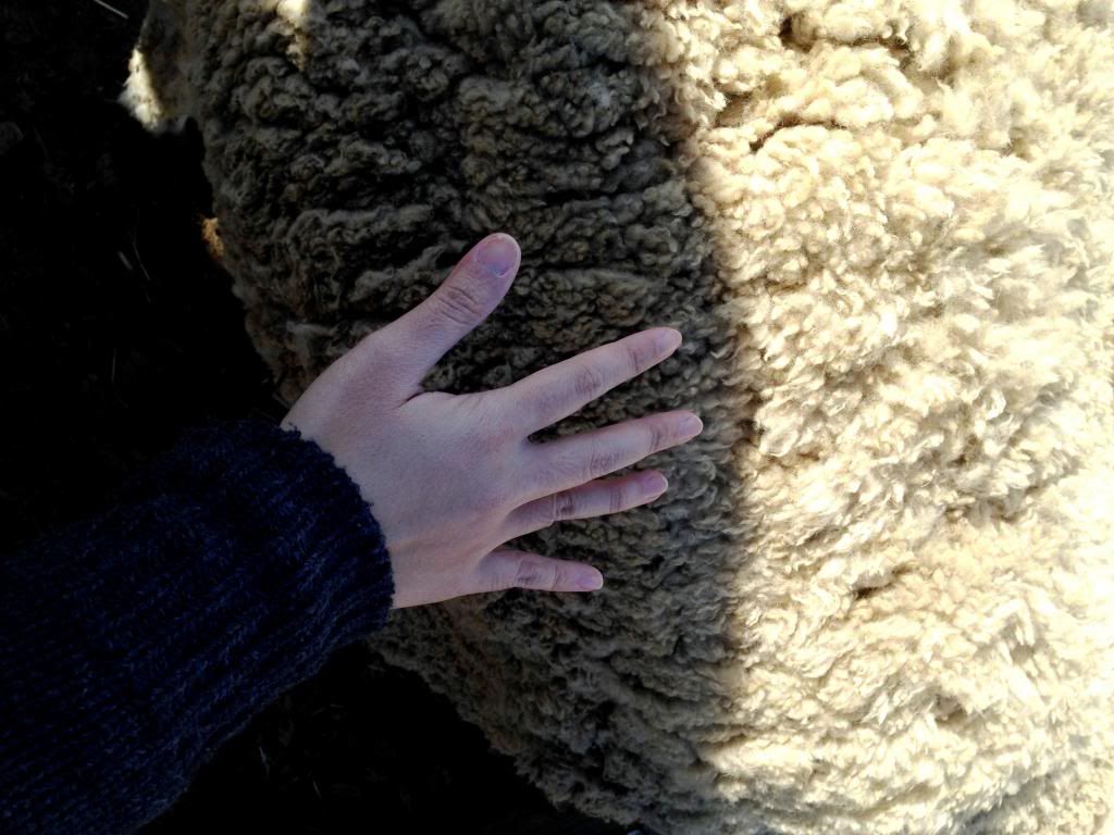 ande-anna: harrassing a sheep at mother farm, chiba japan