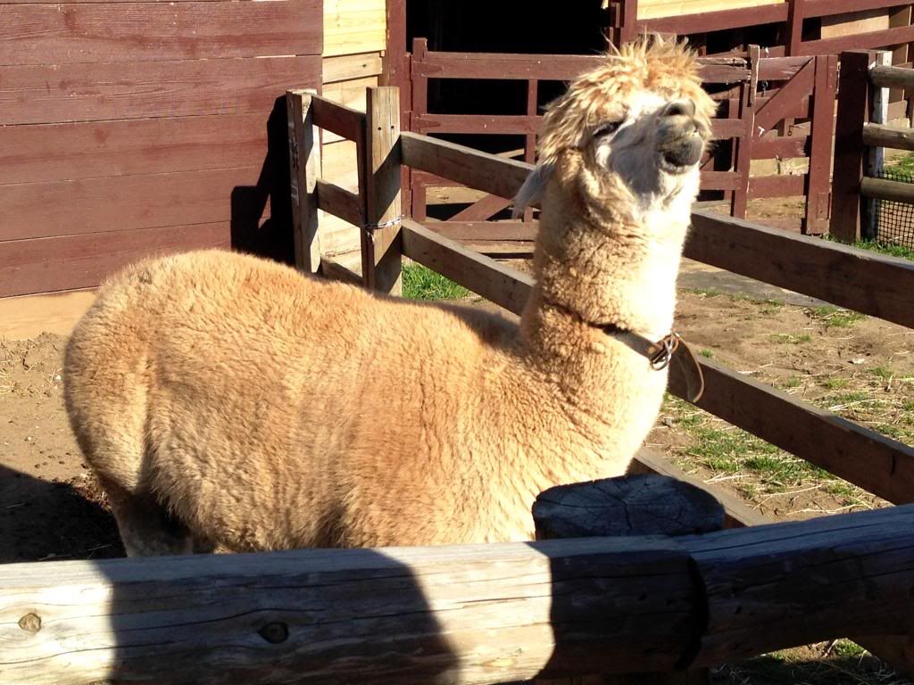 ande-anna: king alpaca at mother farm, chiba japan