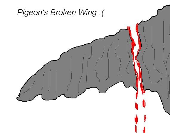 PigeonBrokenWing.jpg