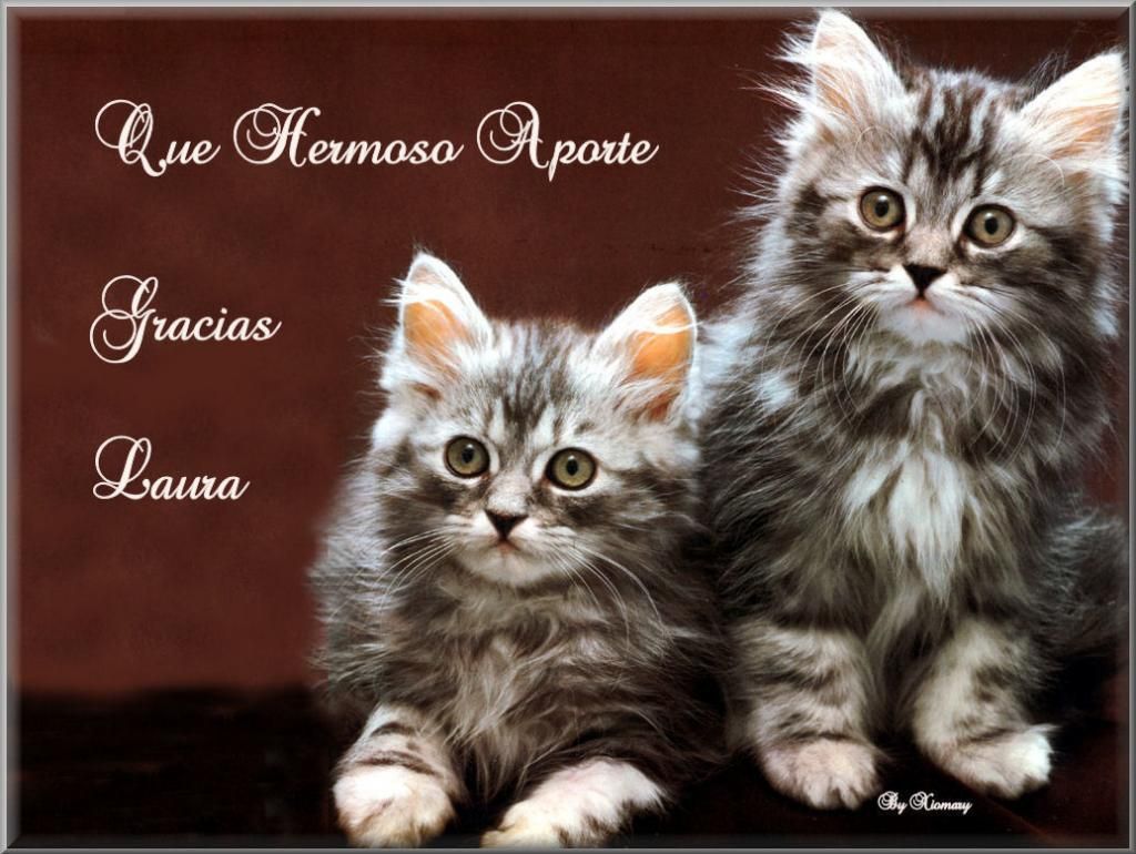  photo Gatos-tiernos-imagen.jpg