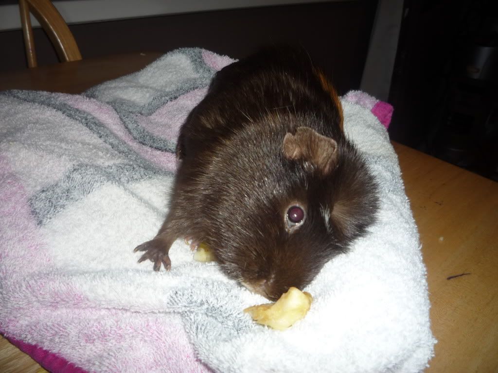 brownie001.jpg