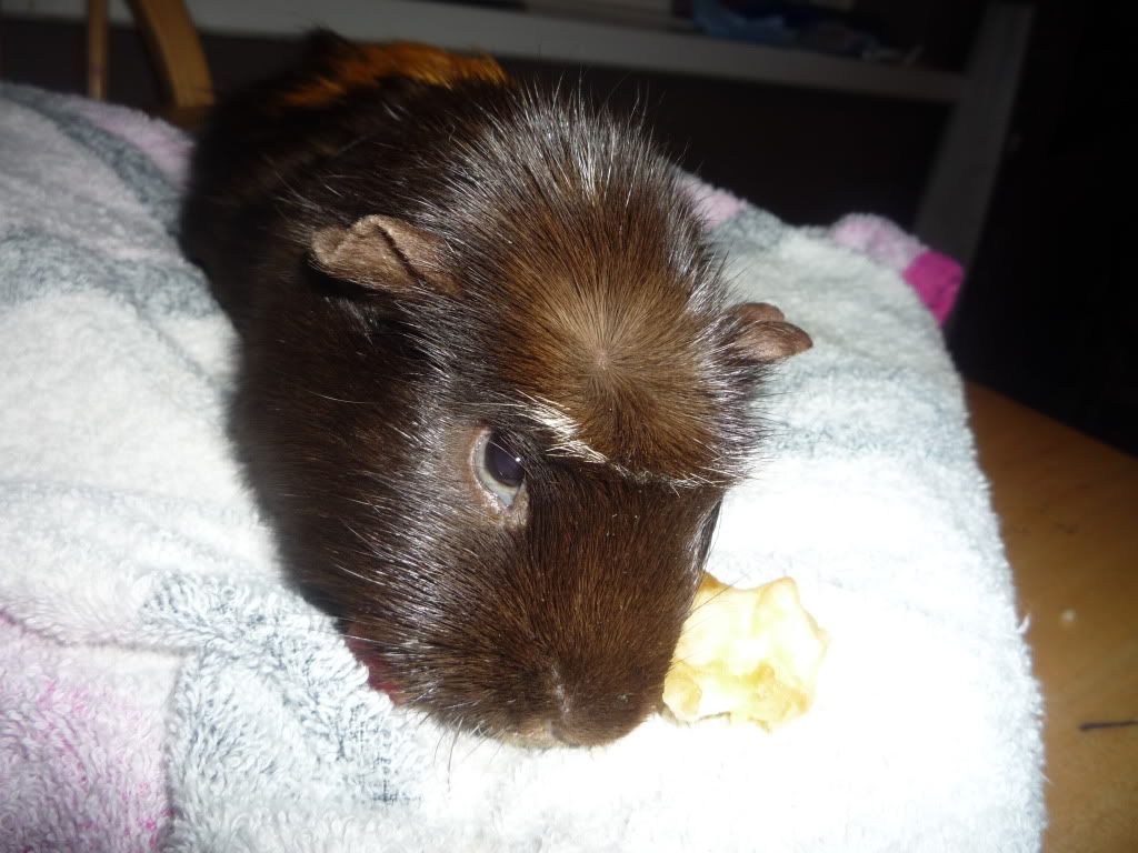 brownie002.jpg