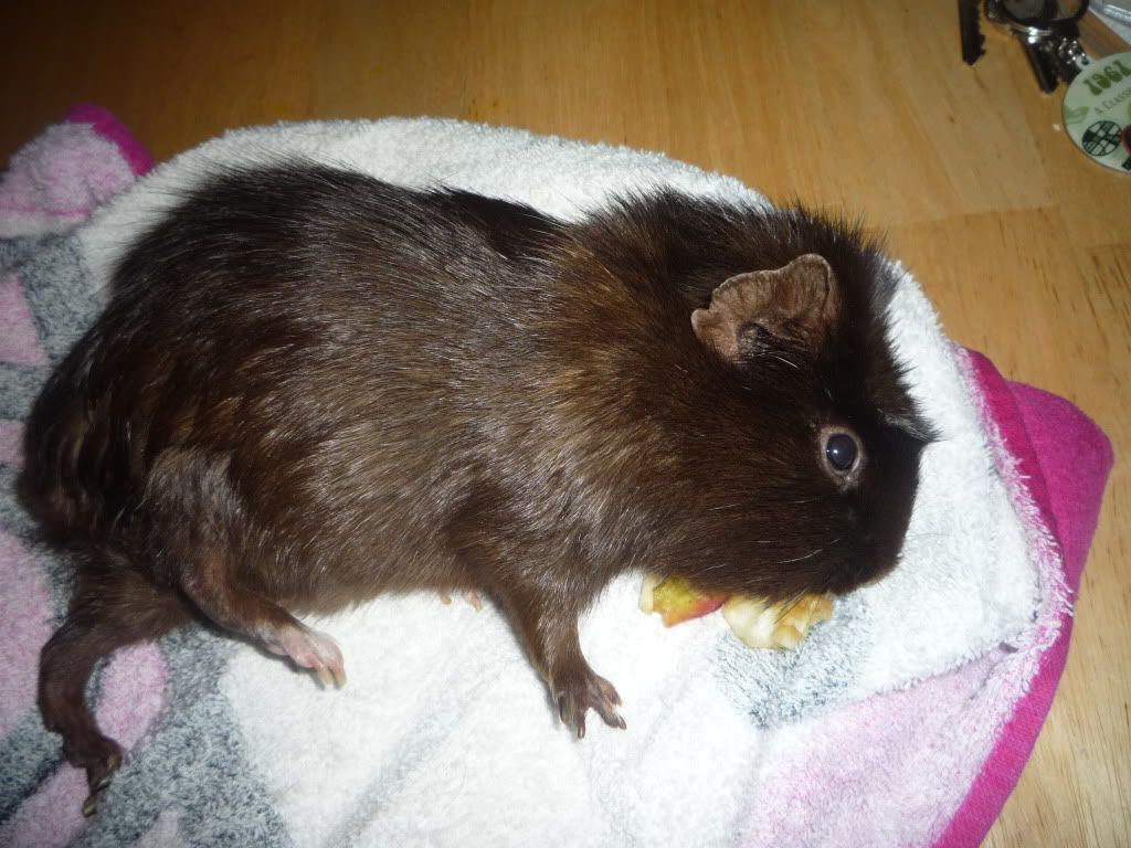 brownie003.jpg