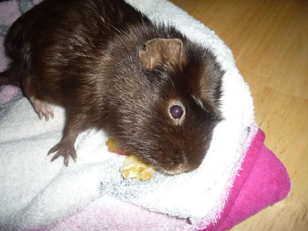 brownie004.jpg