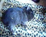 th_lolabrownie029-1.jpg