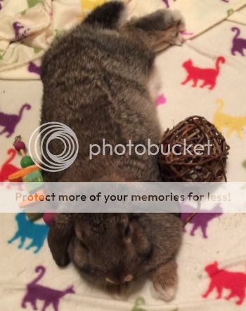  photo 72c27c21-9705-4302-903c-c1f811a49aaf_zpsgr4ht1jl.jpg