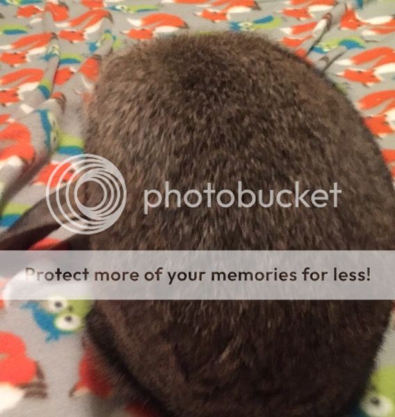  photo image_zpsu5mzie4d.jpeg