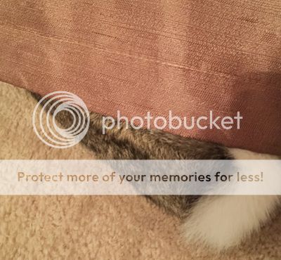  photo odettetail1_zpswz8h71v5.jpg